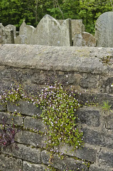 533504 - Ivy-leaved toadflax (Cymbalaria muralis) on a stone wall