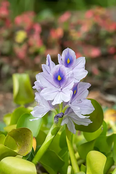 664323 - Jacinthe d'eau (Pontederia crassipes syn. Eichhornia crassipes)