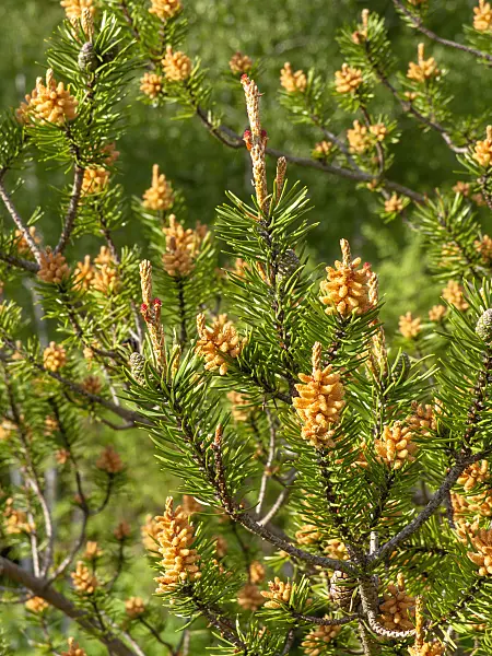 437360 - Jack pine (Pinus banksiana)