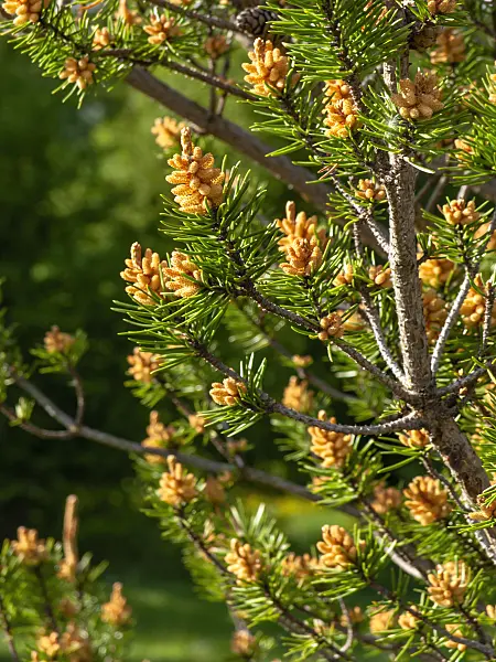 437362 - Jack pine (Pinus banksiana)