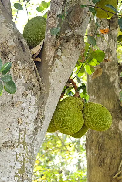 525491 - Jackfruit (Artocarpus heterophyllus)