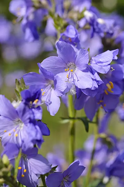 484289 - Jacob's ladder (Polemonium caeruleum)