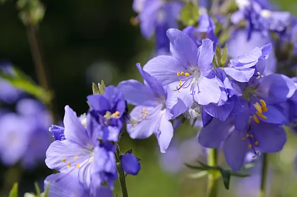 484290 - Jacob's ladder (Polemonium caeruleum)