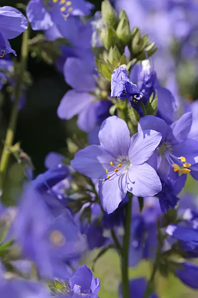 484291 - Jacob's ladder (Polemonium caeruleum)