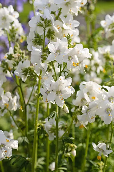 484303 - Jacob's ladder (Polemonium caeruleum)
