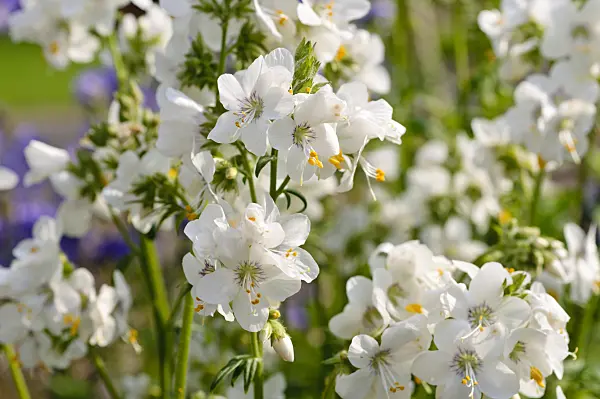 484304 - Jacob's ladder (Polemonium caeruleum)