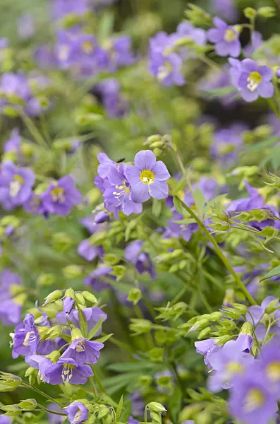 533402 - Jacob's ladder (Polemonium Lambrook Mauve)