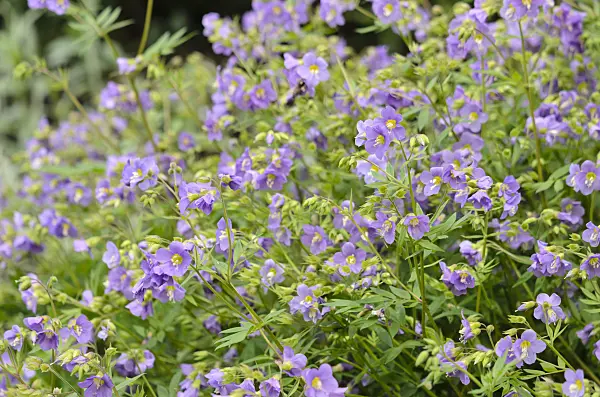 533403 - Jacob's ladder (Polemonium Lambrook Mauve)