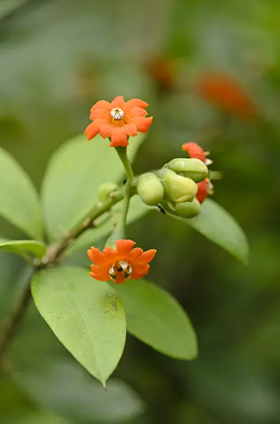 547398 - Jacquinia aurantiaca