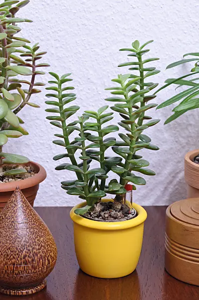 467018 - Jade plant (Crassula ovata)