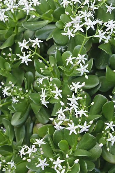 467049 - Jade plant (Crassula ovata)