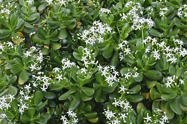 467050 - Jade plant (Crassula ovata)