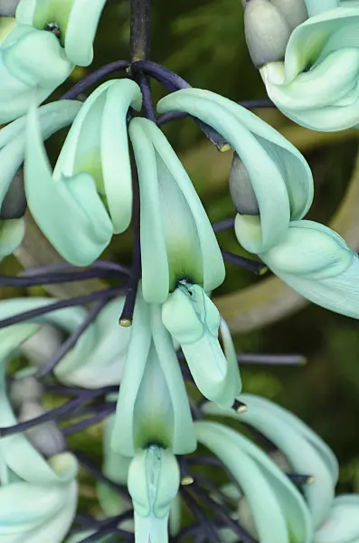 508173 - Jade vine (Strongylodon macrobotrys)