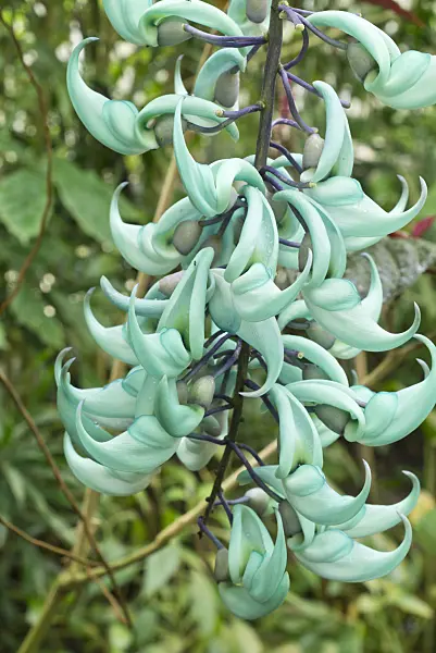 554070 - Jade vine (Strongylodon macrobotrys)