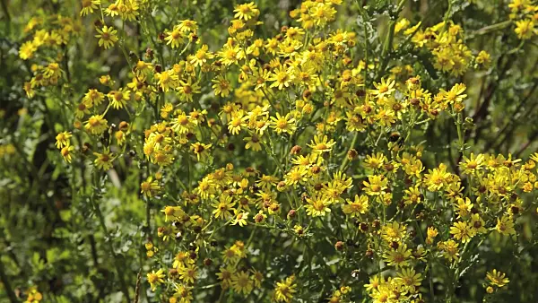 510129 - Jakobsgreiskraut (Senecio jacobaea)