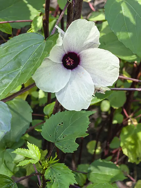 403054 - Jamaica sorrel (Hibiscus sabdariffa)