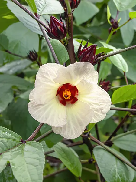 434069 - Jamaica sorrel (Hibiscus sabdariffa)