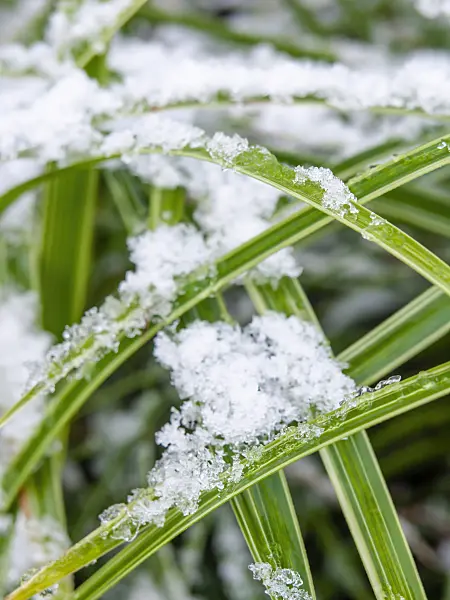 446011 - Japan-Segge (Carex morrowii)