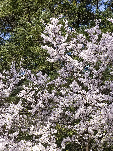 436243 - Japanese alpine cherry (Prunus nipponica)