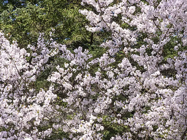 436244 - Japanese alpine cherry (Prunus nipponica)