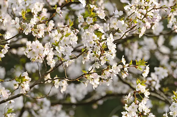 483153 - Japanese alpine cherry (Prunus nipponica)