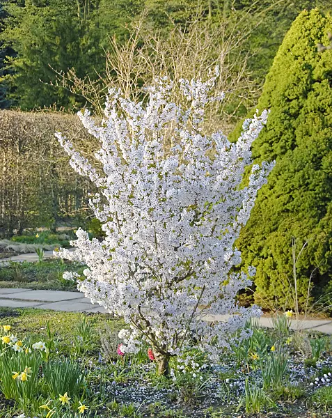 502383 - Japanese alpine cherry (Prunus nipponica 'Brillant')