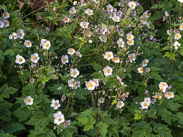 450075 - Japanese anemone (Anemone hupehensis var. japonica)