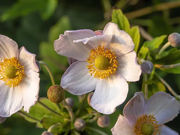 450076 - Japanese anemone (Anemone hupehensis var. japonica)