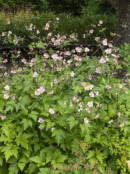 463049 - Japanese anemone (Anemone hupehensis var. japonica)