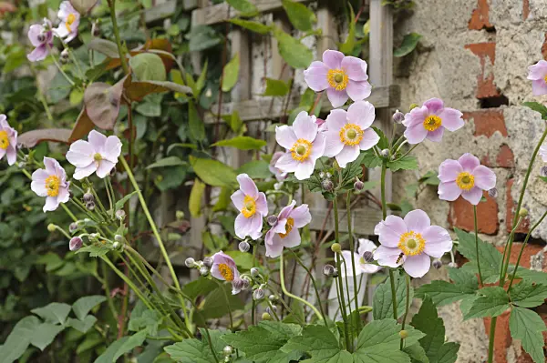 474366 - Japanese anemone (Anemone hupehensis var. japonica)