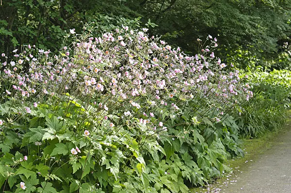 474399 - Japanese anemone (Anemone hupehensis var. japonica)