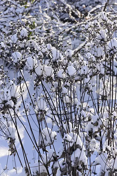 491031 - Japanese anemone (Anemone hupehensis var. japonica)
