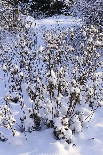491032 - Japanese anemone (Anemone hupehensis var. japonica)