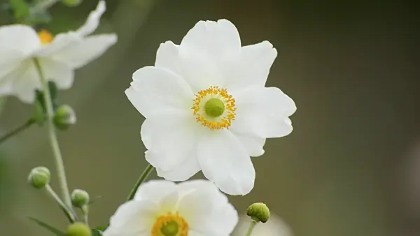500047 - Japanese anemone (Anemone hupehensis var. japonica)