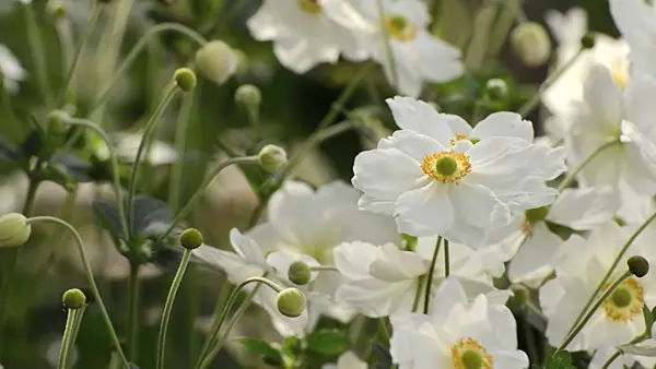 500048 - Japanese anemone (Anemone hupehensis var. japonica)