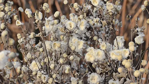 502470 - Japanese anemone (Anemone hupehensis var. japonica)