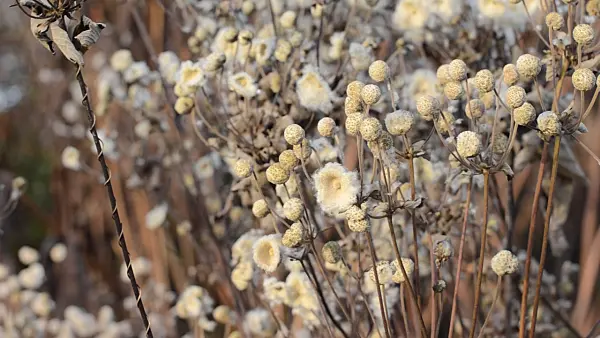 502472 - Japanese anemone (Anemone hupehensis var. japonica)