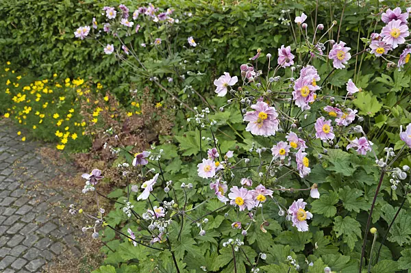 511200 - Japanese anemone (Anemone hupehensis var. japonica)