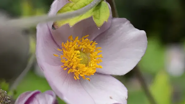 512066 - Japanese anemone (Anemone hupehensis var. japonica)
