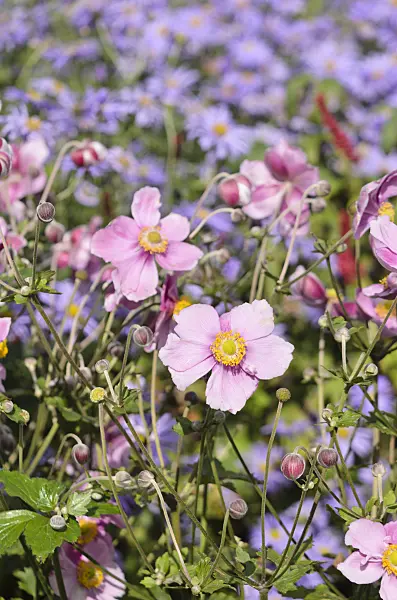 548145 - Japanese anemone (Anemone hupehensis var. japonica)