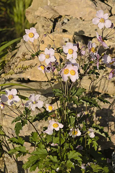 549011 - Japanese anemone (Anemone hupehensis var. japonica)