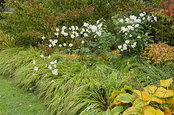 549073 - Japanese anemone (Anemone hupehensis var. japonica)