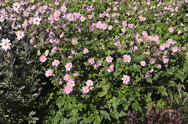 571007 - Japanese anemone (Anemone hupehensis var. japonica)