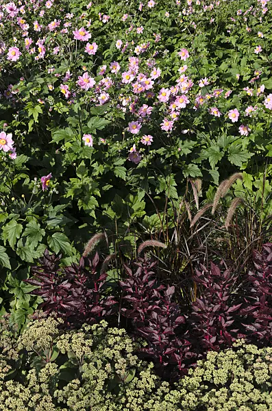 571008 - Japanese anemone (Anemone hupehensis var. japonica)