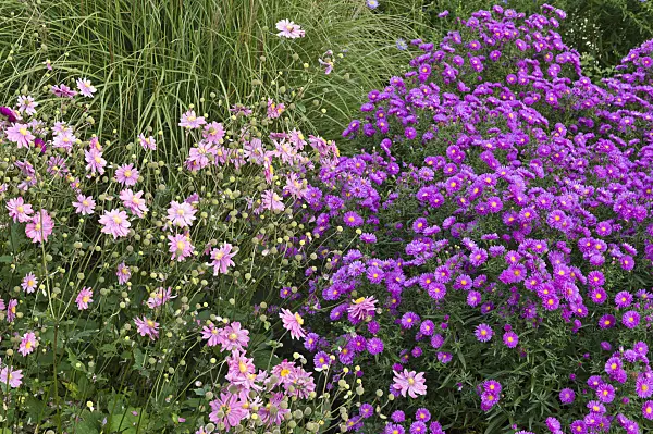 512094 - Japanese anemone (Anemone hupehensis var. japonica) and aster (Aster)