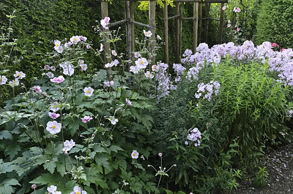 498307 - Japanese anemone (Anemone hupehensis var. japonica) and garden phlox (Phlox paniculata)