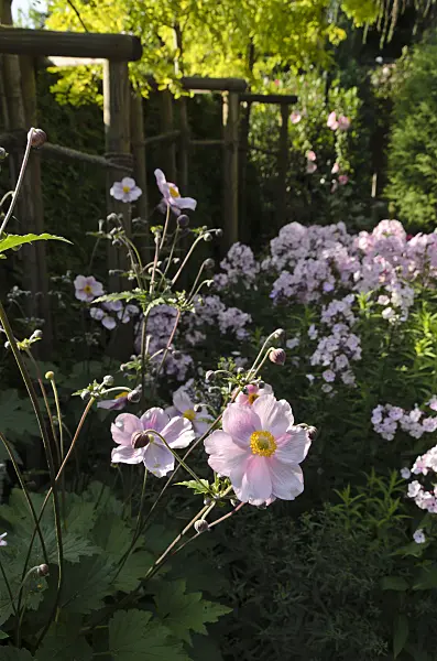 498308 - Japanese anemone (Anemone hupehensis var. japonica) and garden phlox (Phlox paniculata)