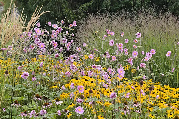535031 - Japanese anemone (Anemone hupehensis var. japonica) and orange cone flower (Rudbeckia fulgida)