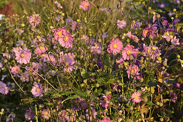 489059 - Japanese anemone (Anemone hupehensis var. japonica 'Bressingham Glow')