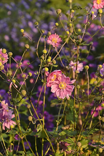 489060 - Japanese anemone (Anemone hupehensis var. japonica 'Bressingham Glow')